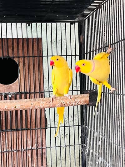 yellow ringneck pair for sale video mil jayegi