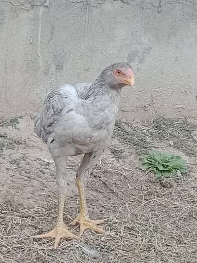 aseel Thai cross barmi