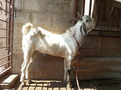 Andu Bakra