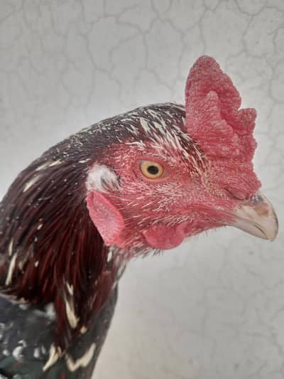 Aseel murga 0306-55 77 855