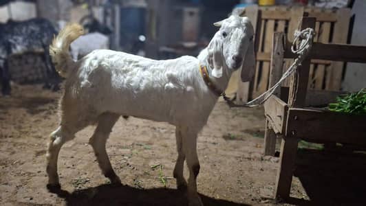 bakra/bakra