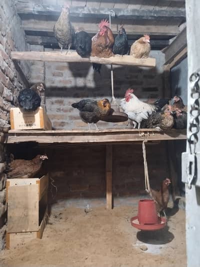 سب انڈے دیتی ہیں