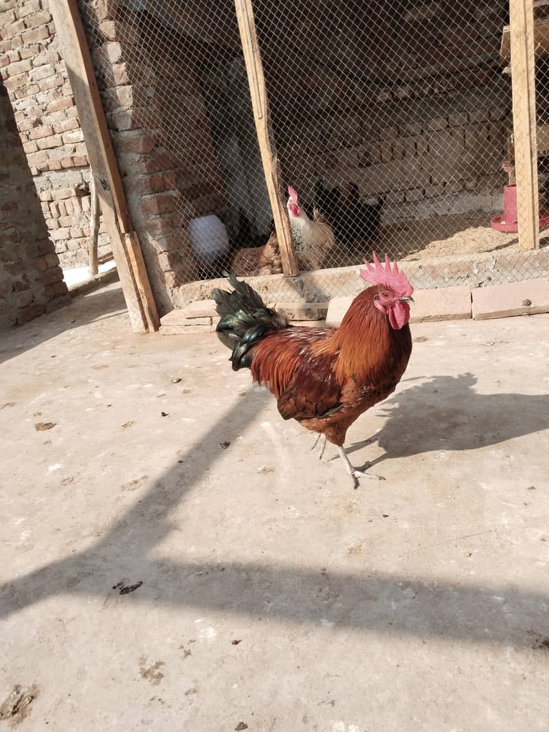 سب انڈے دیتی ہیں 1