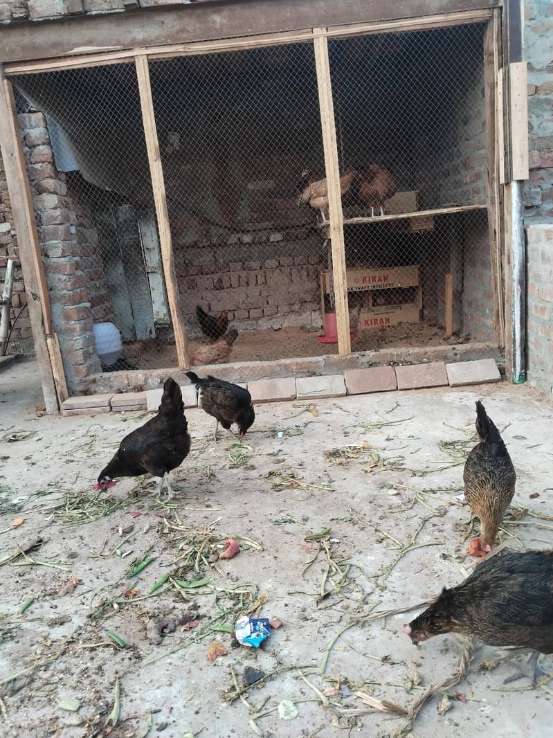 سب انڈے دیتی ہیں 2