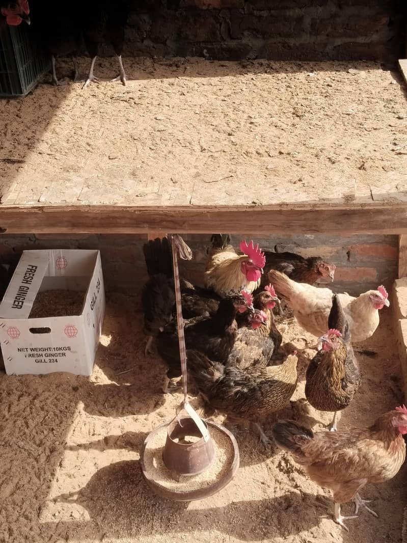 سب انڈے دیتی ہیں 3