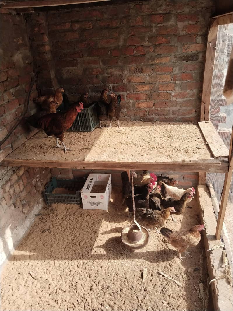 سب انڈے دیتی ہیں 4