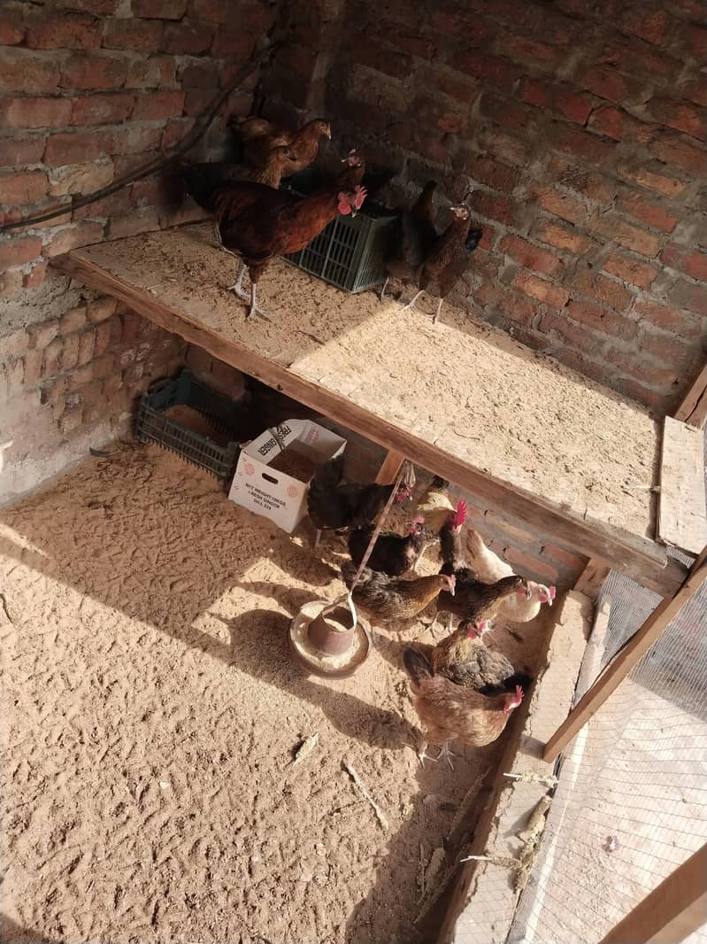 سب انڈے دیتی ہیں 5