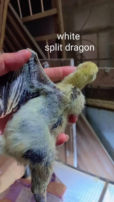 dragon white and black chicks 03454196103