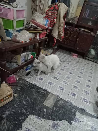 persian blue eyes colorwhite catmale for sale near science suprior col