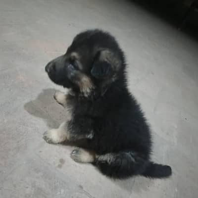 German shepherd puppy