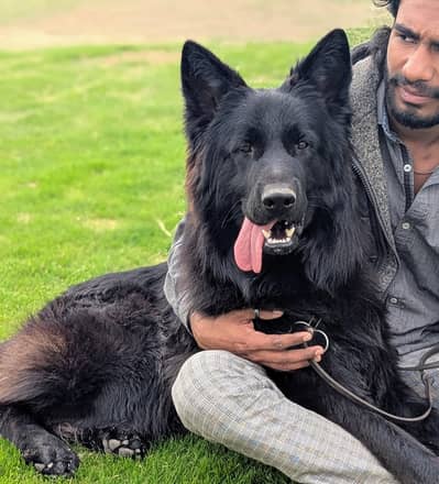 Black shepherd Male available