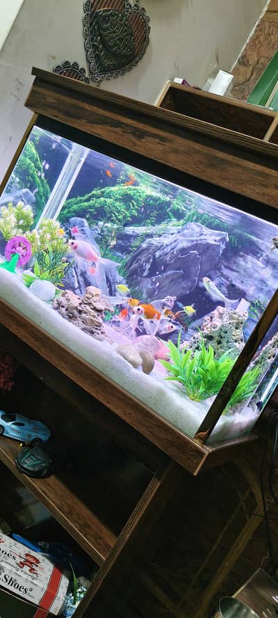 Fish Aquarium with 15 Beautiful Fishes, Oxygen Filters and Stand