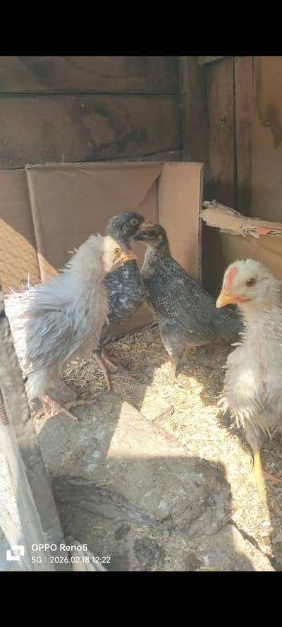 FARIL DASI /0306/76/19/619/_