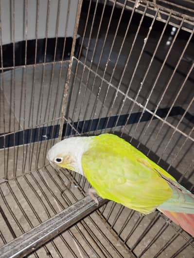 Pineapple Concure tame