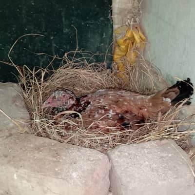 Aseel kruk murghi with 12 eggs australopA+ quality and fayoumi