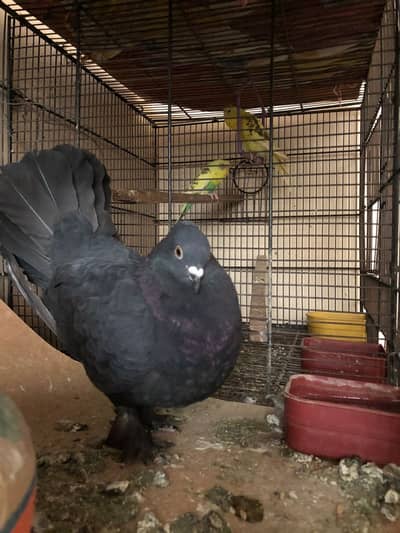 American laka female