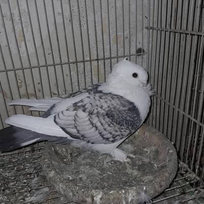 Sentient Breeder Male