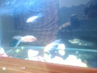 Gold fish for sell  500 per pairing