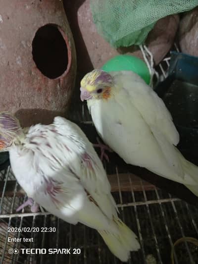 coktil chicks creem red-eye for sale