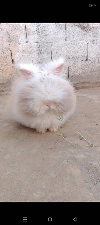 teddy bear angora rabbit