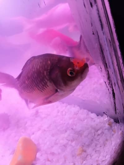 fish pair for sale