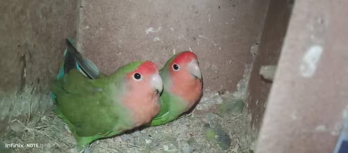 different mutation of love bird