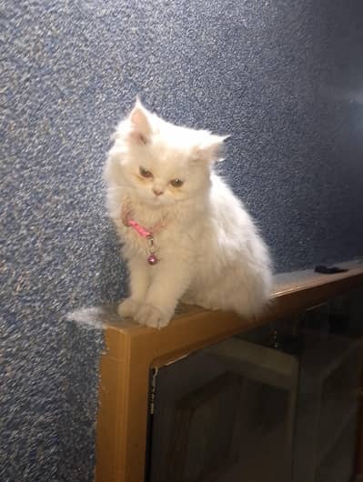 "Beautiful White Persian Kitten for Sale"