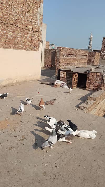 healthy pigeon for sale