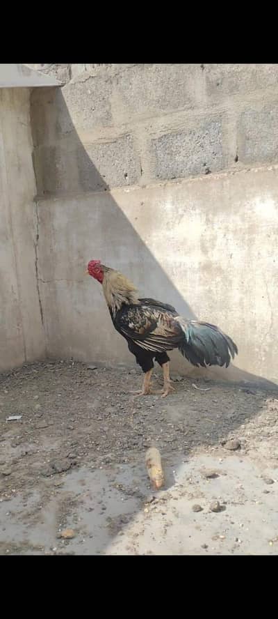 Mashallah High quality mianwali nar Ramadan Offer