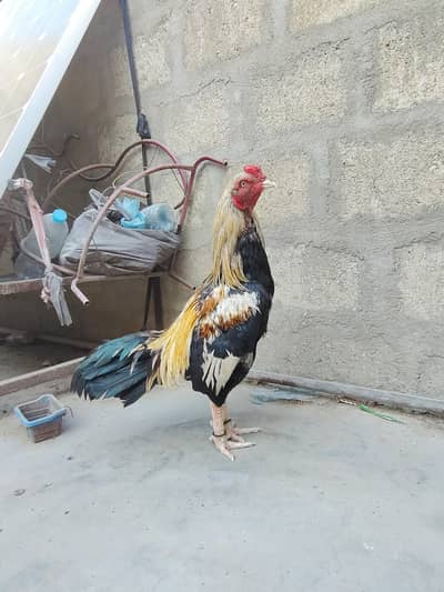 Mashallah High quality mianwali nar Ramadan Offer