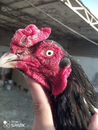 lassani male for sale