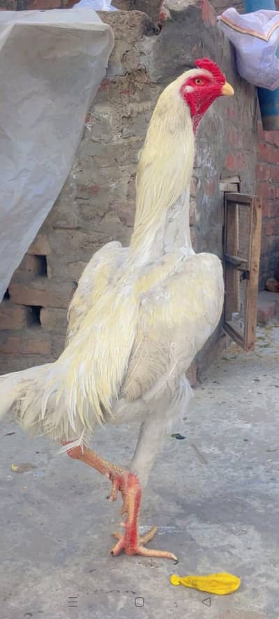 I am selling My aseel murgah