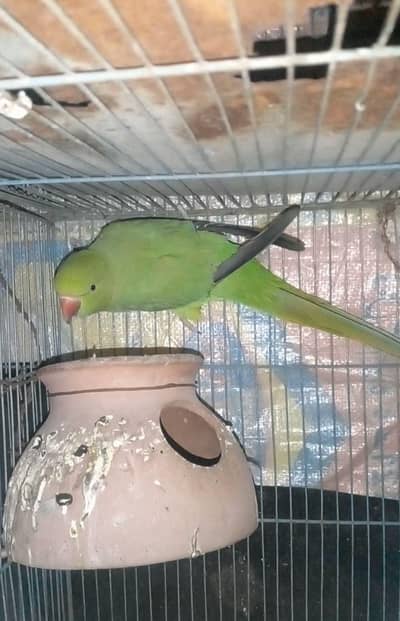 8ya 9months ka pattha h