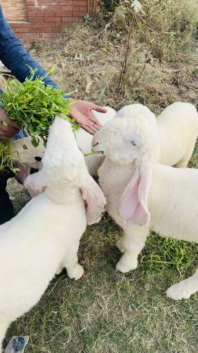 Kajla Sheep chatra mundra