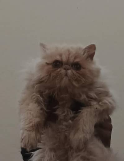 pure piki CFA LINE male kitten  03086208317