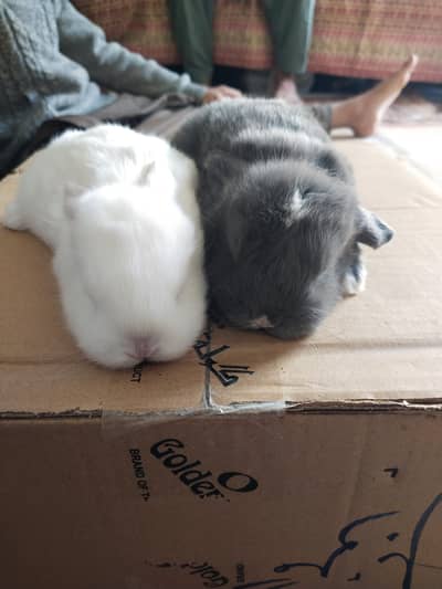 Holland loop Rabbit Bunnies