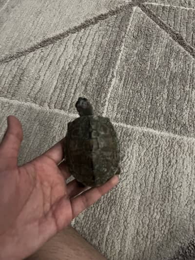 Turtle for sale (negotiable)