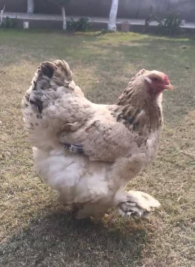 Buff columbian brahma breeder female