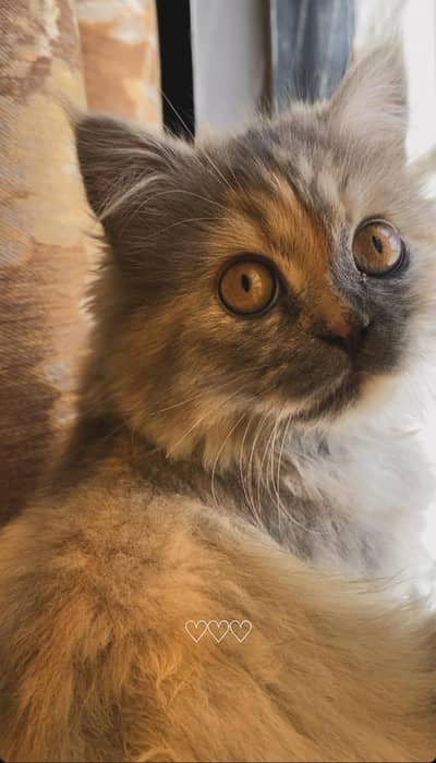 cat for sale Persian