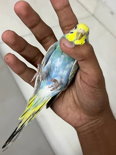 Rainbow working fbg violet female