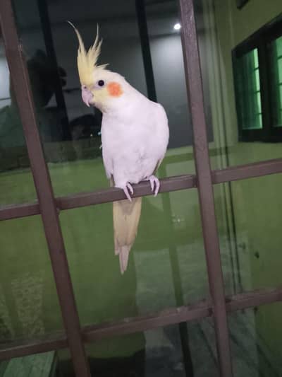 cockateil parrot