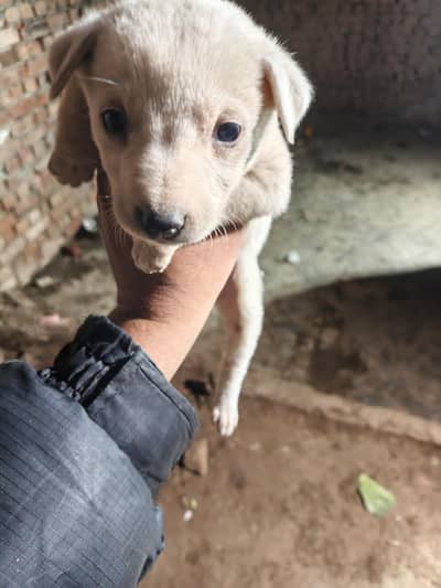 Labrador male  puppy haldy and acktive