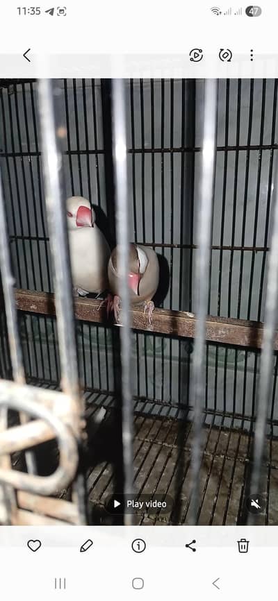 Fown split pastal male gold split pastal female