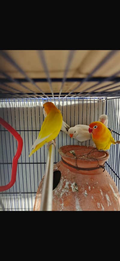 Lovebirds 4 albino black eye and 3 lutino personata