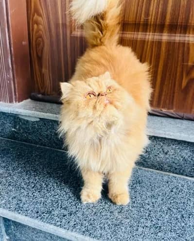 Persian piki face breeder female cat
