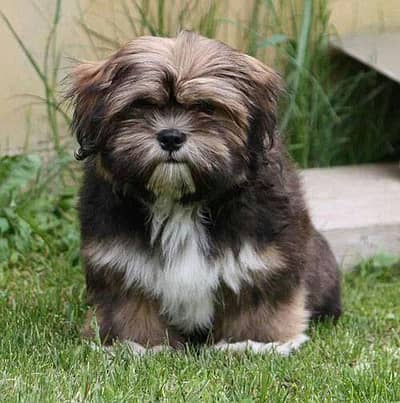 Lhasa Apso puppies / Lhasa Apso puppies / For sale