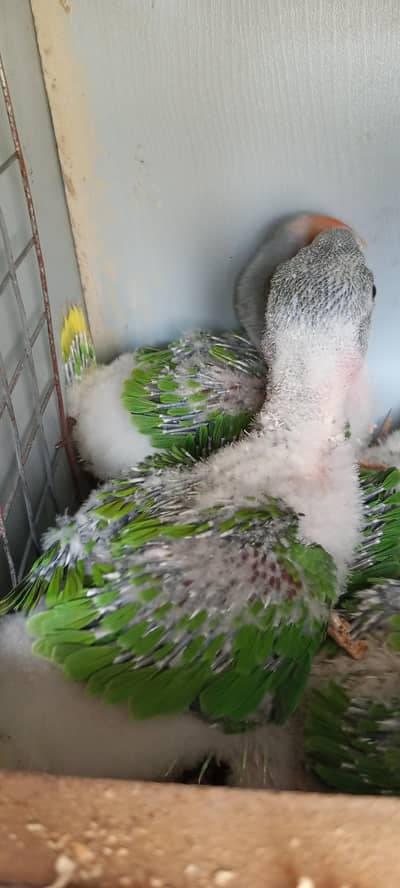 Pahari raw chicks Local karachi breed