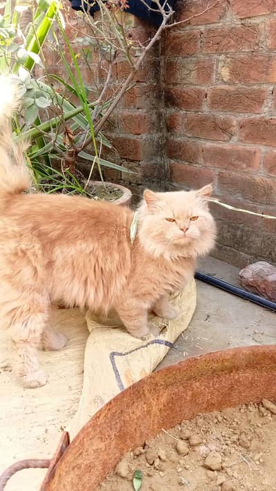 Doll-Face Persian Mix – Large, Fluffy & Majestic
