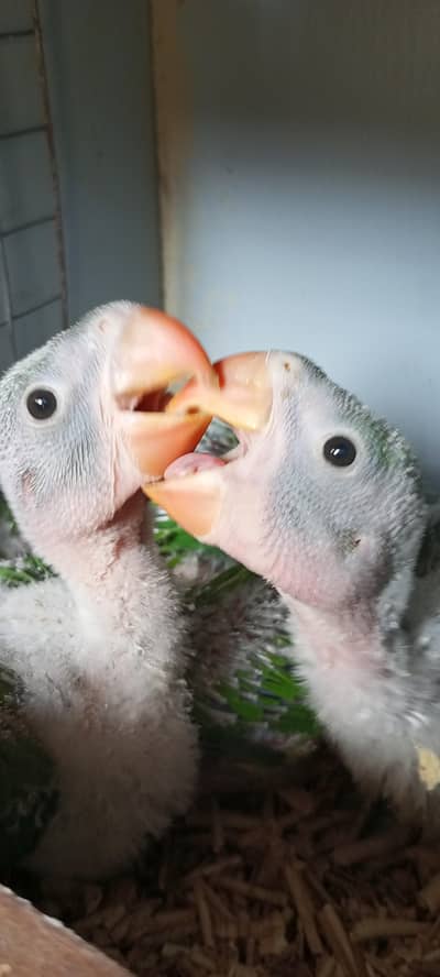 Pahari chicks karachi breed raw