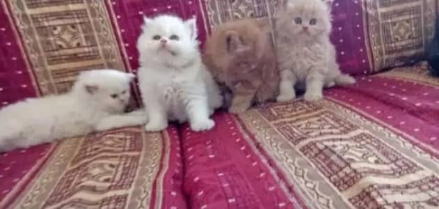 Persian triple coat kittens